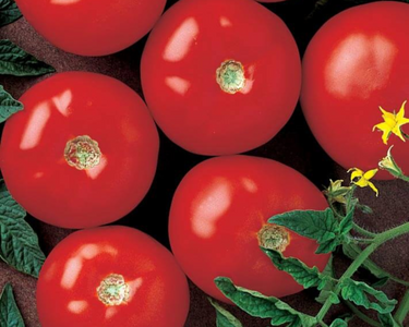 Mountain Fresh Plus Hybrid Tomato Seeds